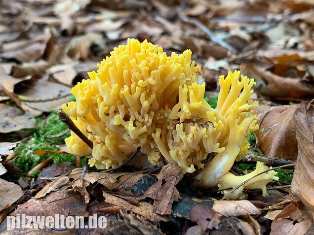 Schwefelgelbe Koralle, Ramaria flava