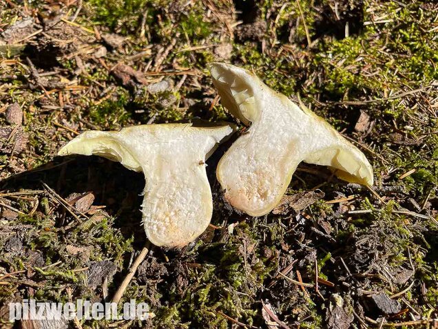 Seifenritterling, Tricholoma saponaceum