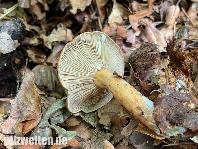 Süßlicher Buchenmilchling, Lactarius subdulcis