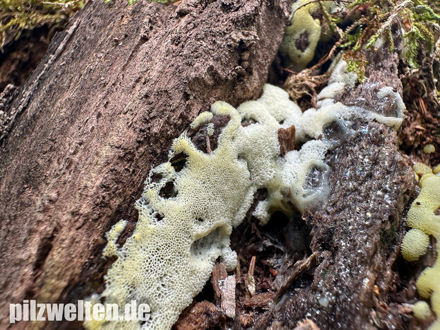 Weißgelbes Netzpolster, Ceratiomyxa porioides