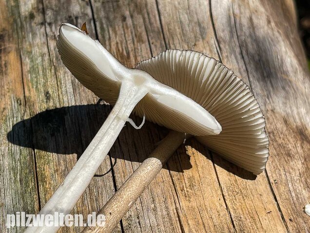 Zweifarbiger Scheidenstreifling, Amanita umbrinolutea