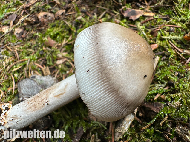Zweifarbiger Scheidenstreifling, Unterteilter Streifling, Amanita battarrae