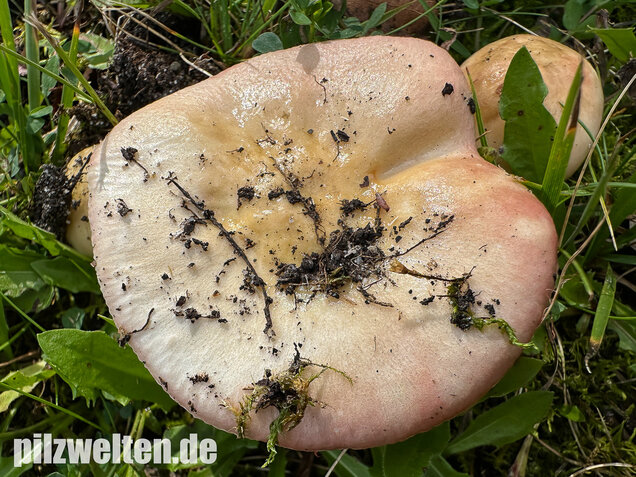 Ausblassender Birkentäubling, Verblassender Täubling, Russula exalbicans