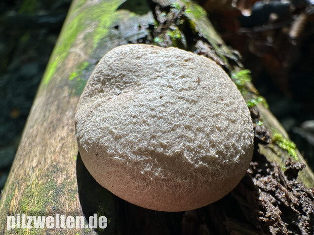 Berindeter Seitling, Pleurotus dryinus