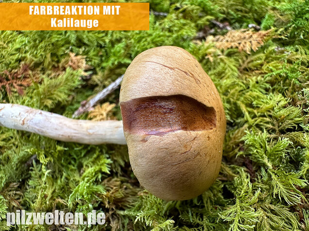 Olivgelber Schleimkopf, Cortinarius subtortus