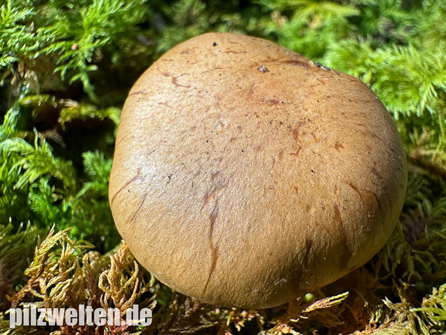 Olivgelber Schleimkopf, Cortinarius subtortus