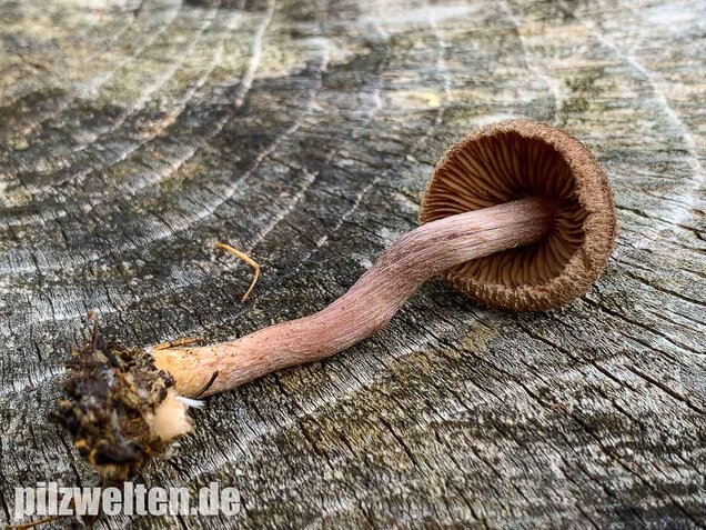 Braunvioletter Risspilz, Inocybe cincinnata var. major