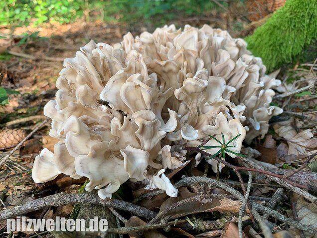 Breitblättrige Glucke, Sparassis brevipes