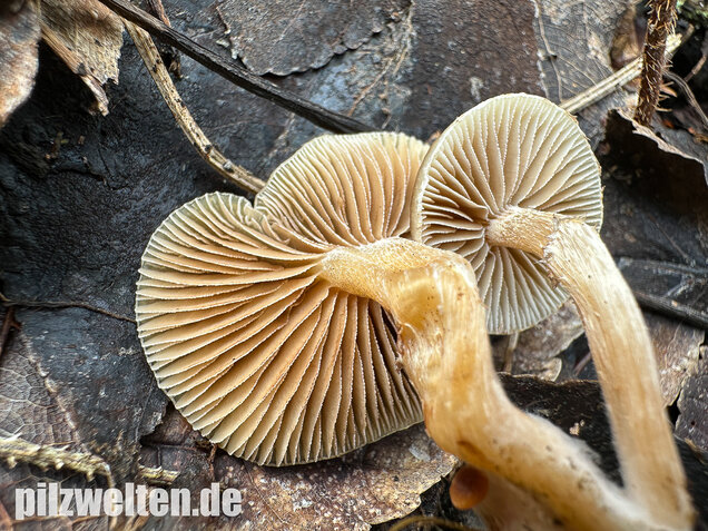 Fettigglänzender Häubling, Blätter-Scheinschüppling, Meottomyces dissimulans