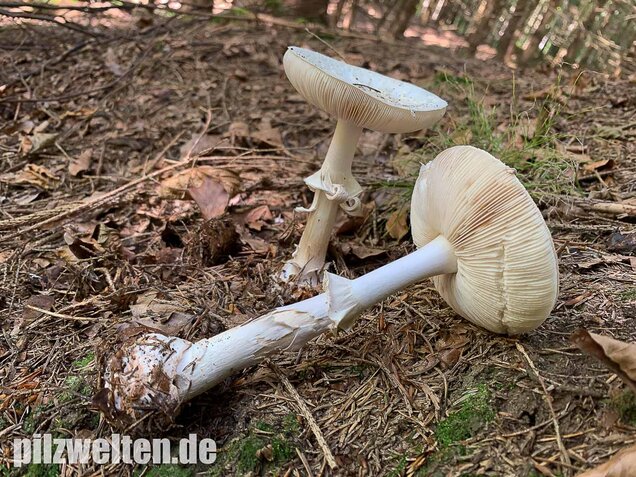 Gelber Knollenblätterpilz (weiße Form), Amanita citrina var. alba