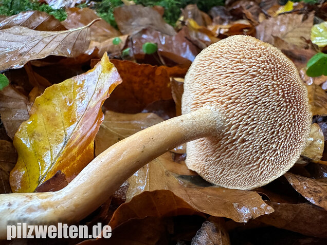 Genabelter Semmelstoppelpilz, Hydnum umbilicatum
