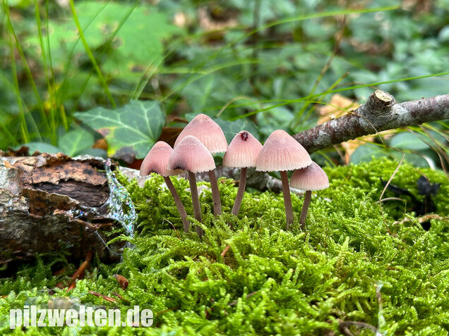 Großer Bluthelmling, Mycena haematopus