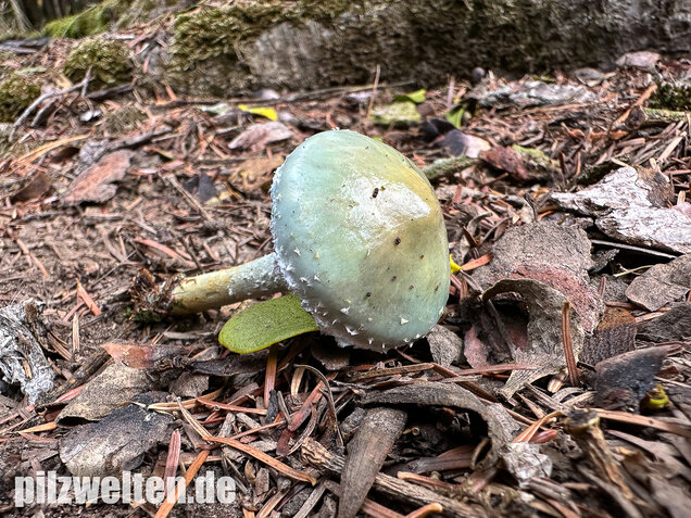 Grünspanträuschling, Stropharia aeruginosa