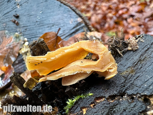 Herber Zwergknäueling, Panellus stipticus