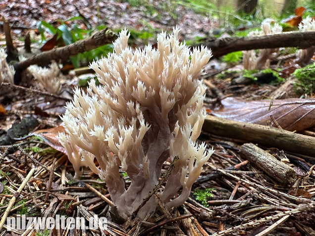 Kammkoralle, Kammförmiger Keulenpilz, Clavulina coralloides