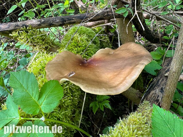 Kastanienbrauner Stielporling, Süßriechender Porling, Picipes badius