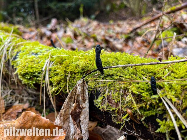Langstielige Holzkeule, Xylaria longipes