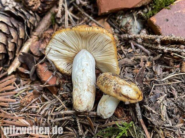 Mandeltäubling, Russula grata
