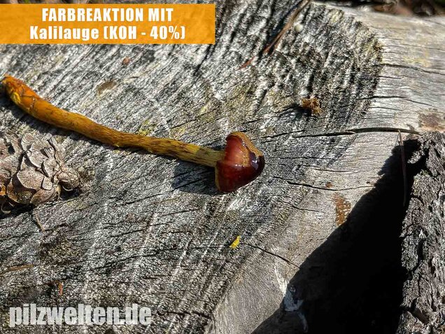 Orangefüssiger Hautkopf, Cortinarius bataillei