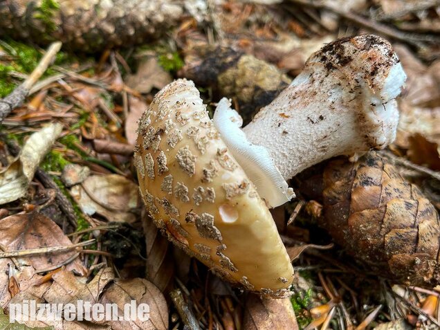 Perlpilz, Rötender Wulstling, Amanita rubescens