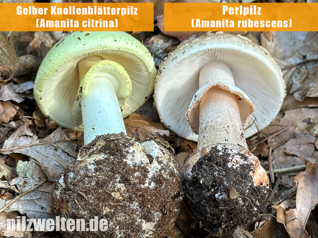 Gelber Knollenblätterpilz, Amanita citrina