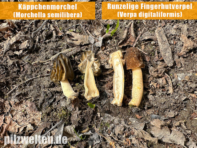 Käppchenmorchel, Morchella semilibera