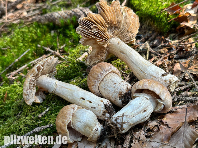 Reifpilz, Cortinarius caperatus