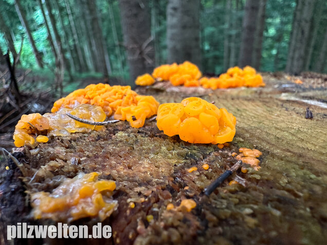 Riesengallertträne, Dacrymyces chrysospermus