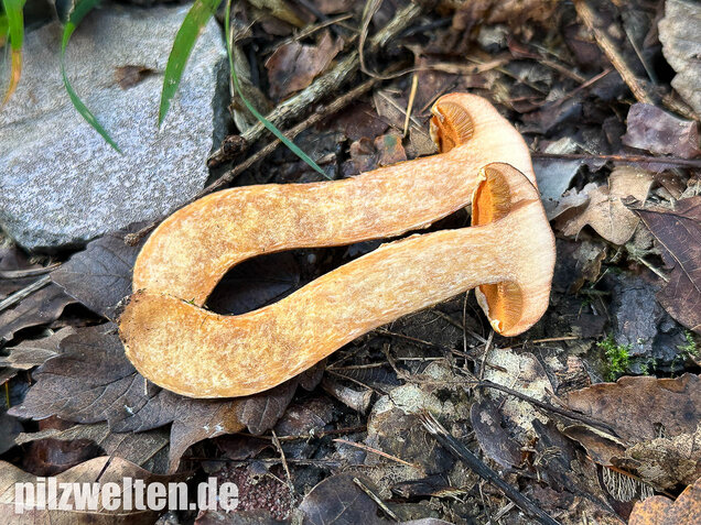 Rostroter Lärchenröhrling, Suillus tridentinus