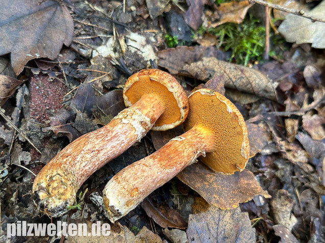 Rostroter Lärchenröhrling, Suillus tridentinus