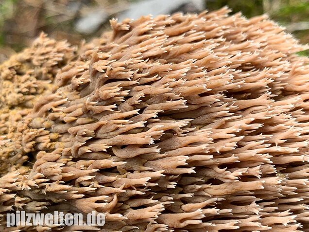 Rotbraune Koralle, Ramaria rubella