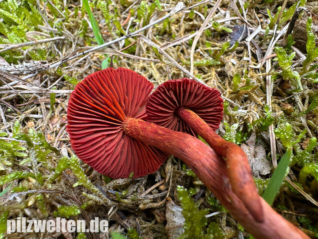 Blutroter Hautkopf, Bluthautkopf, Cortinarius sanguineus