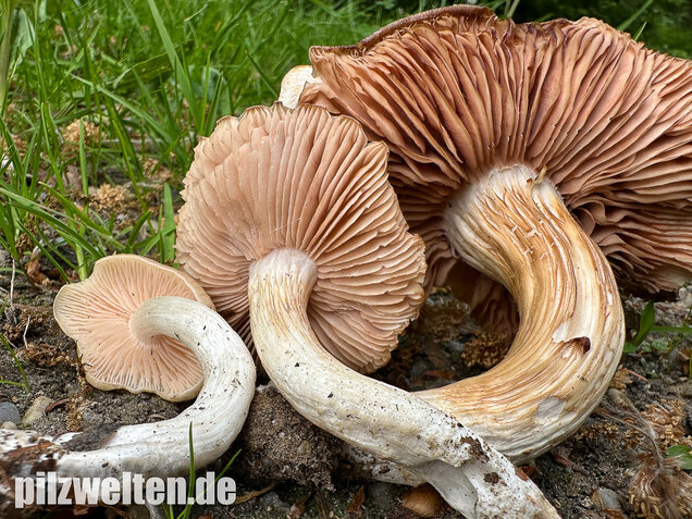 Schlehenrötling, Blasser Frühlingsrötling, Entoloma sepium