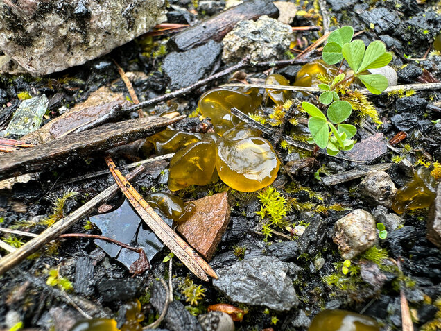 Sternenrotz, Sternenschnäutzer, Cyanobakterien, Nostoc