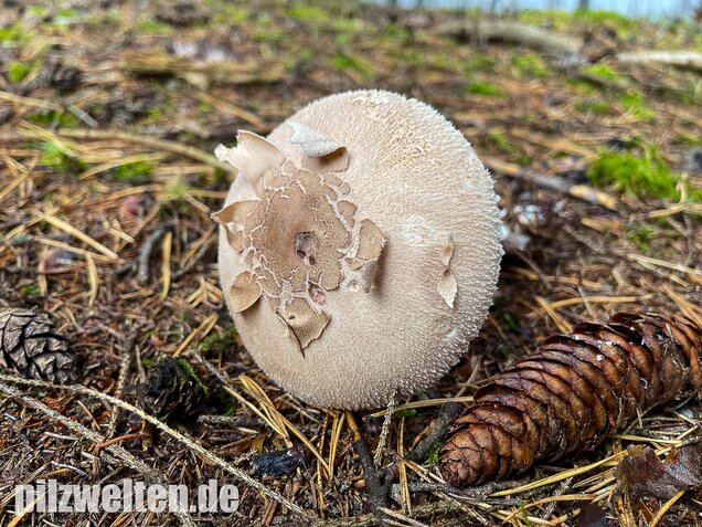 Sternschuppiger Riesenschirmling, Macrolepiota fuliginosa