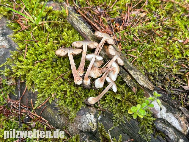 Rübenfüßiger Risspilz, Inocybe napipes