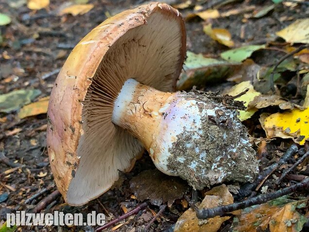 Violettrandiger Schleimkopf, Cortinarius balteatus