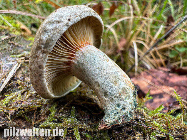 Wechselblauer Edelreizker, Lactarius quieticolor