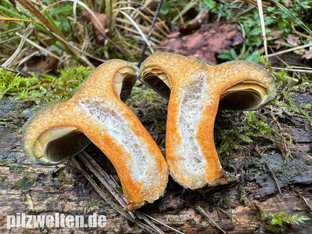 Wechselblauer Edelreizker, Lactarius quieticolor
