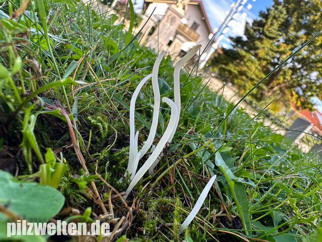 Wiesenkeule, Wurmförmige Keule, Clavaria fragilis