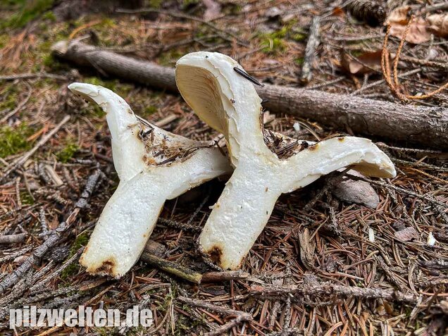 Wolliger Milchling, Lactifluus vellereus