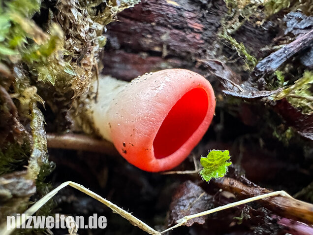 Scharlachroter Kelchbecherling, Österreichischer Prachtbecherling, Sarcoscypha austriaca & coccinea