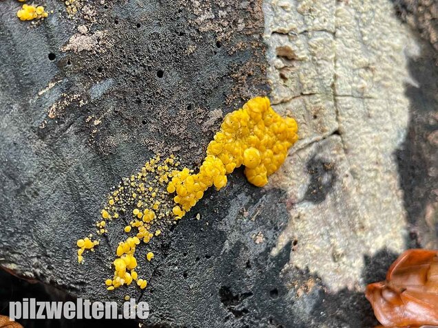 Zitronengelber Reisigbecherling, Calycina citrina