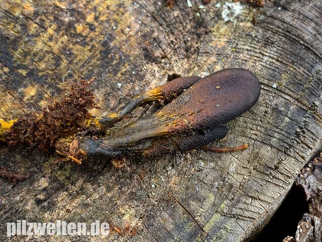 Zungenkernkeule, Tolypocladium ophioglossoides