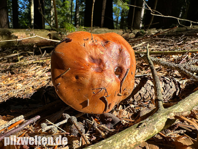 Anisklumpfuß, Cortinarius odorifer