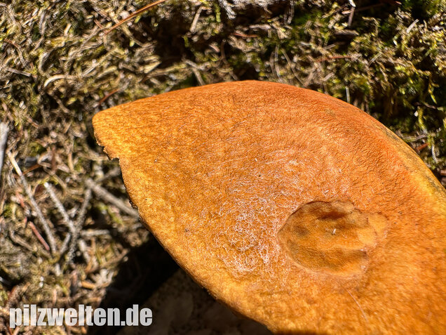 Birkenrotkappe, Leccinum versipelle