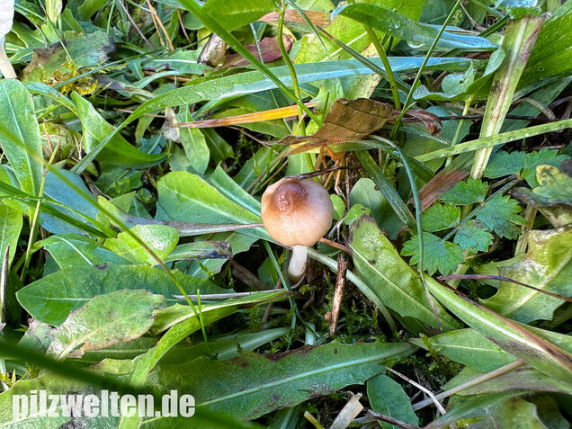 Dunkelscheibiger Ellerling, Hygrocybe virginea var. fuscescens