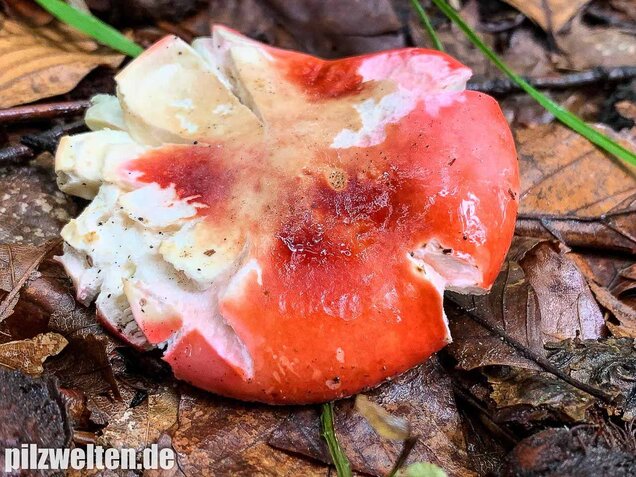 Buchenspeitäubling, Russula nobilis