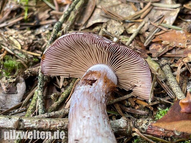 Erdigriechender Schleimkopf, Cortinarius variicolor
