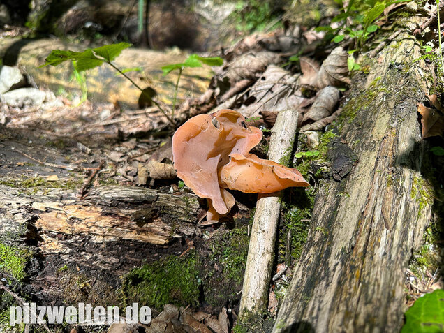 Rötlicher Gallerttrichter, Malchusohr, Guepinia helvelloides